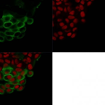 Immunofluorescent staining of PFA-fixed human K562 cells with MUC-1 antibody (green, clone HMPV) and