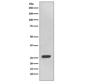 UCHL3 Antibody