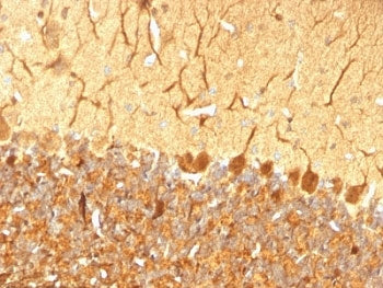 PGP9.5 / UchL1 Antibody