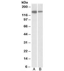 MCF2L Antibody