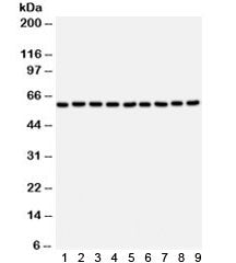 SMAD4 Antibody