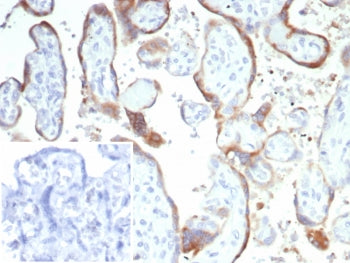 IHC staining of FFPE human placental tissue with HCG-alpha antibody (clone hCGa/7874). Inset: PBS us