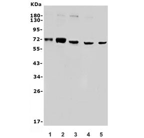 SAMHD1 Antibody