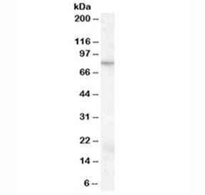 FMR1 Antibody