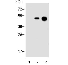 Western blot testing of 1) 293T/17 cell lysate, 2) 12-tag transfected 293T/17 cell lysate and 3) 12-
