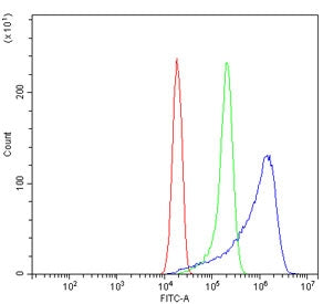 WNT7B Antibody