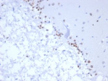 IHC staining of FFPE human brain tissue with NEUROG3 antibody (clone NGN3/1809) HIER: boil tissue se