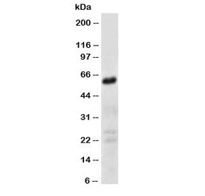 CD147 Antibody