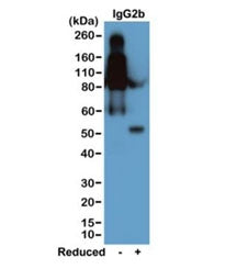 Western blot of nonreduced(-) and reduced(+) mouse IgG2b (20ng/lane), using 0.2ug/ml of the recombin