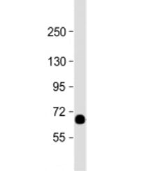 STT3A Antibody