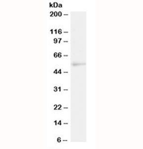 NFIL3 Antibody