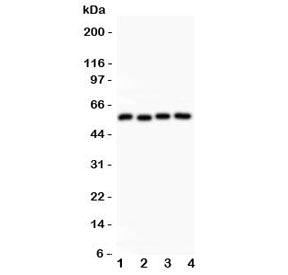 Cyclin B1 Antibody