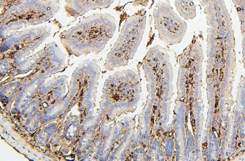 PLK1 Antibody
