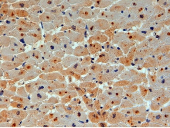 UBE2O Antibody