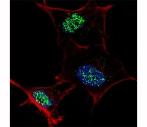 KLF4 Antibody