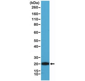 CD3 epsilon Antibody