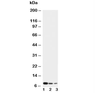 CXCL4 Antibody