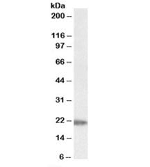 IMP3 Antibody