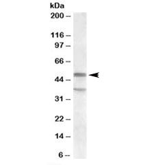 HTR7 Antibody
