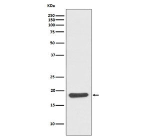 HSP20 Antibody / HSPB6