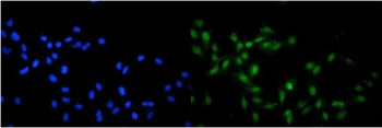 Immunofluorescent staining of FFPE human U-2 OS cells with SRC-1 antibody (green) at 2ug/ml and DAPI