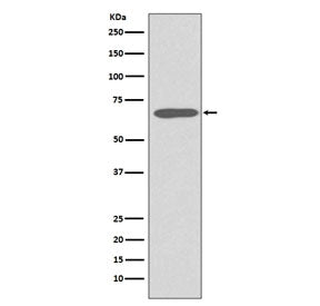 Keratin 1 Antibody