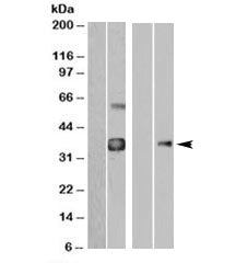 WISP1 Antibody