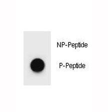Phospho-LC3A Antibody (pS12)