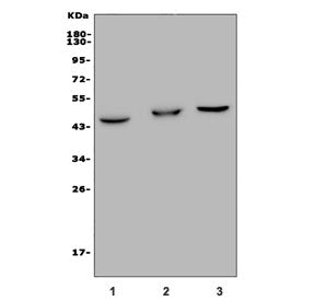 GPBAR1 Antibody / TGR5