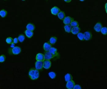 SAMSN1 Antibody