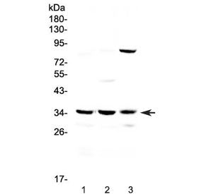 Bikunin Antibody / AMBP