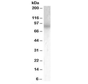 Western blot testing of mouse brain lysate with PDE4B antibody at 0.5ug/ml. Predicted molecular weig