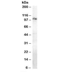 Anillin Antibody
