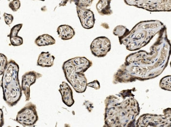 EIF1 Antibody / Eukaryotic translation initiation factor 1