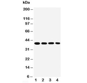 MTCO1 Antibody