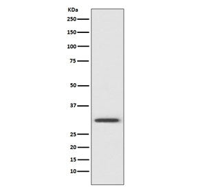 Annexin V Antibody