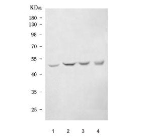 Ark-1 Antibody / Aurora-related kinase 1 / Aurka