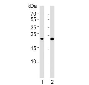 FGF9 Antibody