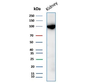 Western blot testing of human kidney tissue lysate with CD10 antibody. Routinely visualized at ~100