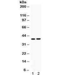 SOX1 Antibody