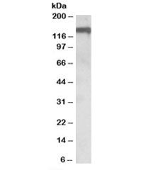 OMG Antibody