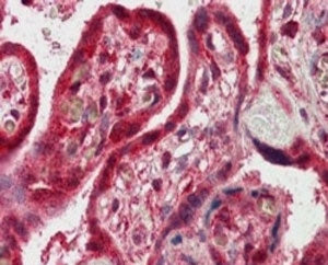 FAPP2 Antibody