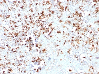 IHC staining of FFPE human spleen tissue with MPO antibody (clone MPO/8631R). HIER: boil tissue sect