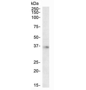 APOE Antibody
