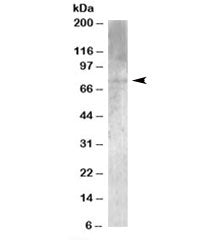 MPP5 Antibody