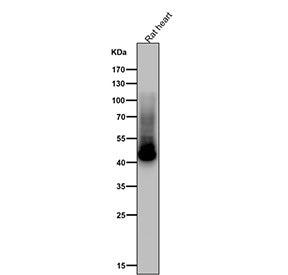 Western blot testing of rat heart tissue lysate using the Phospho-GLUT4 (Ser488) antibody at 1:1000