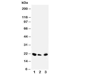 DUSP3 Antibody