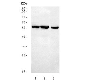 Western blot testing of 1) human MCF7, 2) human HeLa and 3) mouse brain tissue lysate with DUP antib
