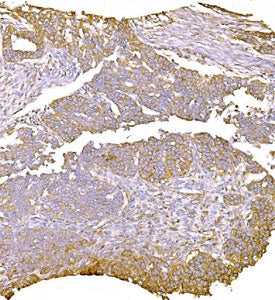 LY6E Antibody / SCA-2
