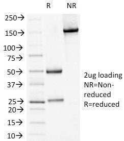 SDS-PAGE Analysis of Purified, BSA-Free Desmoglein Antibody (clone 18D4). Confirmation of Integrity